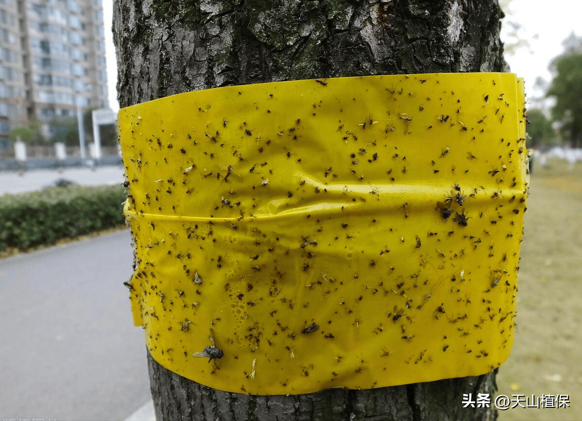 蚜虫有十种防治方法你知道几种