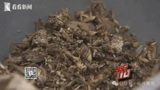 00后女子上海旅游两个月花费0元，衣食住行赖账全靠“薅羊毛”，上海警方：已抓获！