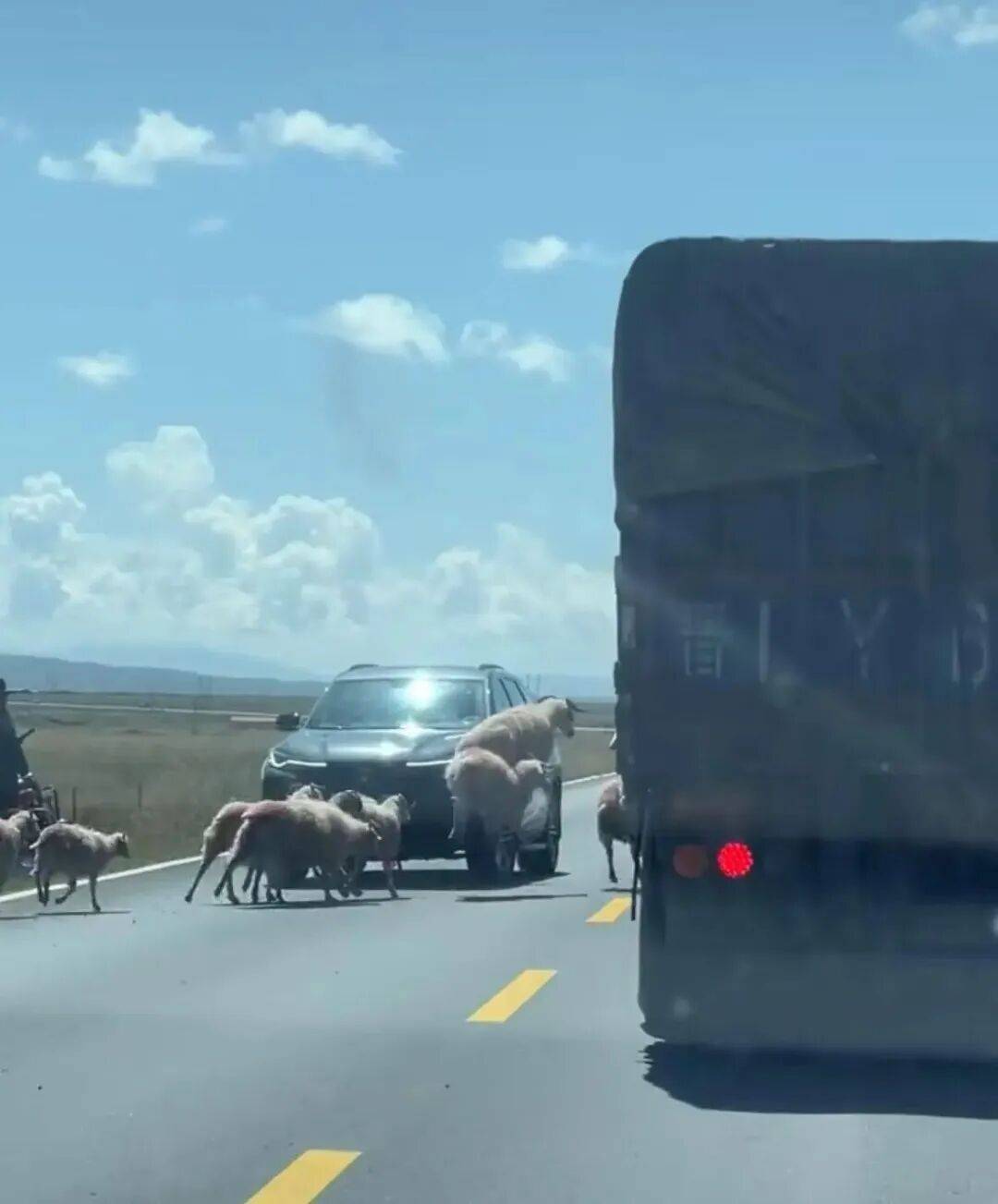 羊群效应!青海羊群过马路行至道路黄虚线附近时均出现跳跃动作