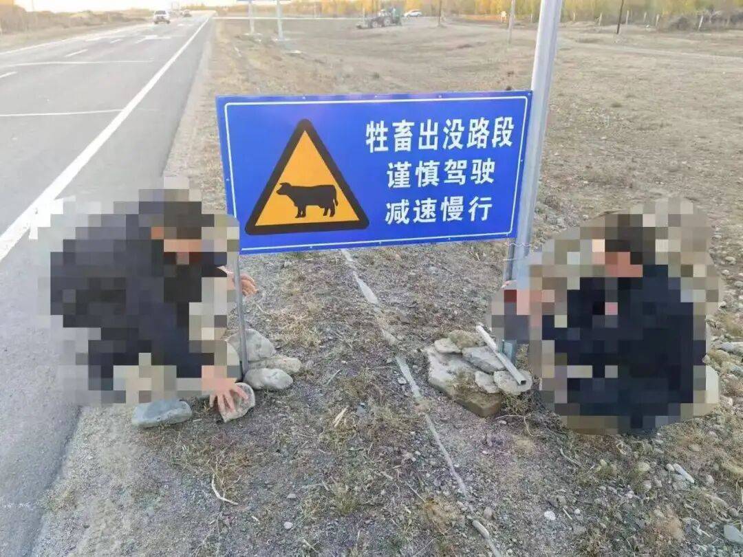 羊群效应!青海羊群过马路行至道路黄虚线附近时均出现跳跃动作