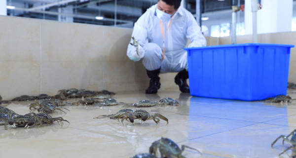 “洗澡蟹”“听涛蟹”阴影下，大闸蟹产业从产地之争迈向价值之战